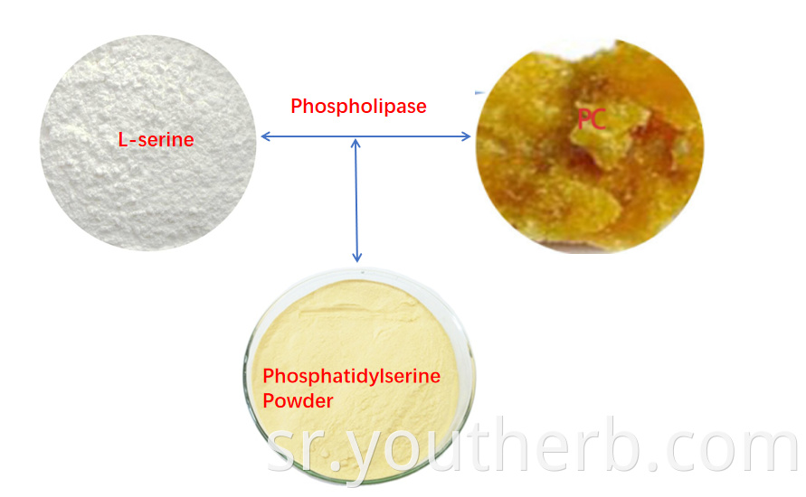 phosphatidylserine powder bulk